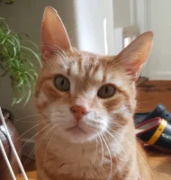 pixel