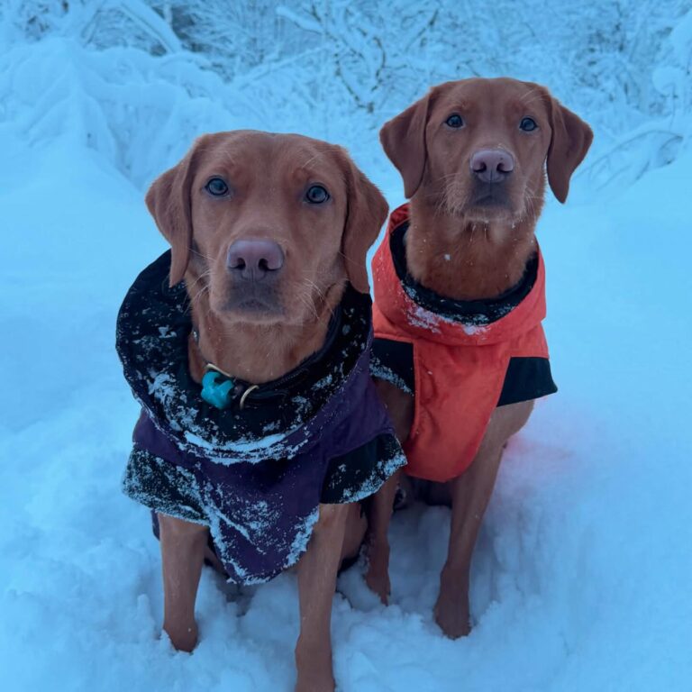 Instagram post from barkarbydjurakut.se. This post is in position 1.