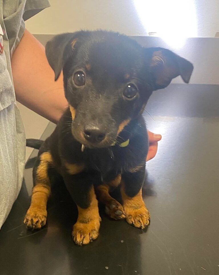 Instagram post from barkarbydjurakut.se. This post is in position 17.