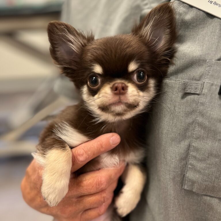 Instagram post from barkarbydjurakut.se. This post is in position 14.