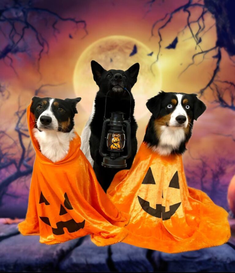 Instagram post from barkarbydjurakut.se. This post is in position 11.