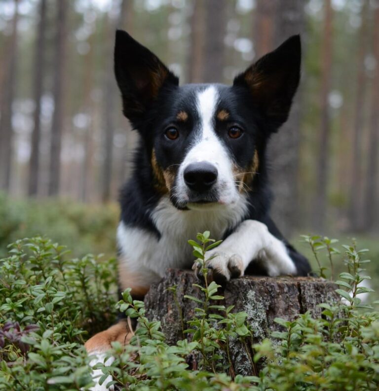 Instagram post from barkarbydjurakut.se. This post is in position 20.