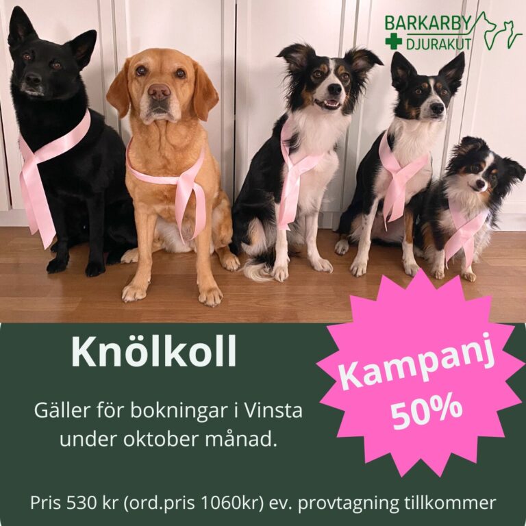 Instagram post from barkarbydjurakut.se. This post is in position 15.