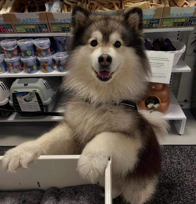 Instagram post from barkarbydjurakut.se. This post is in position 5.