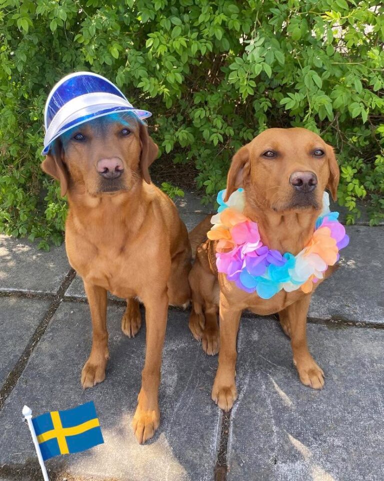 Instagram post from barkarbydjurakut.se. This post is in position 1.