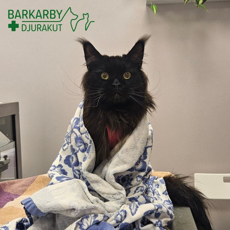 Instagram post from barkarbydjurakut.se. This post is in position 12.