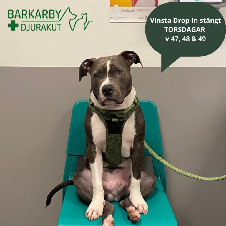 Instagram post from barkarbydjurakut.se. This post is in position 7.