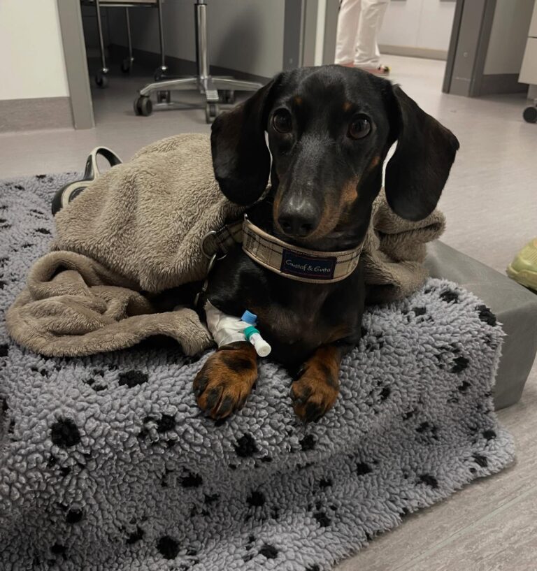 Instagram post from barkarbydjurakut.se. This post is in position 3.