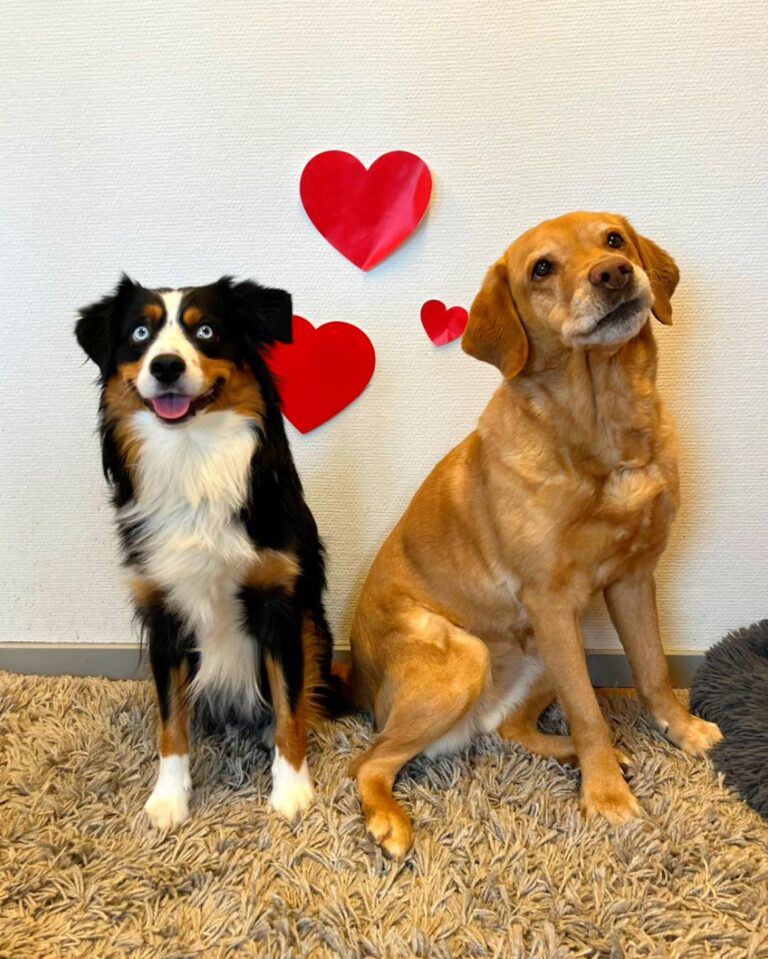 Instagram post from barkarbydjurakut.se. This post is in position 1.